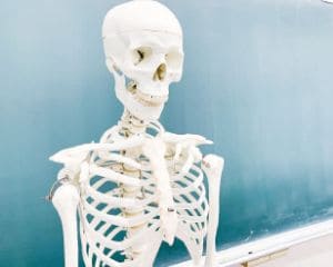 解剖学の授業で使用する人体の骨格模型